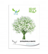 Iris Imported Gypsophila White 130 Seeds